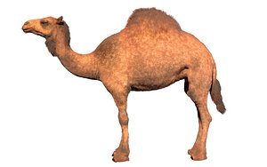 Camel Hair Fur Rigged