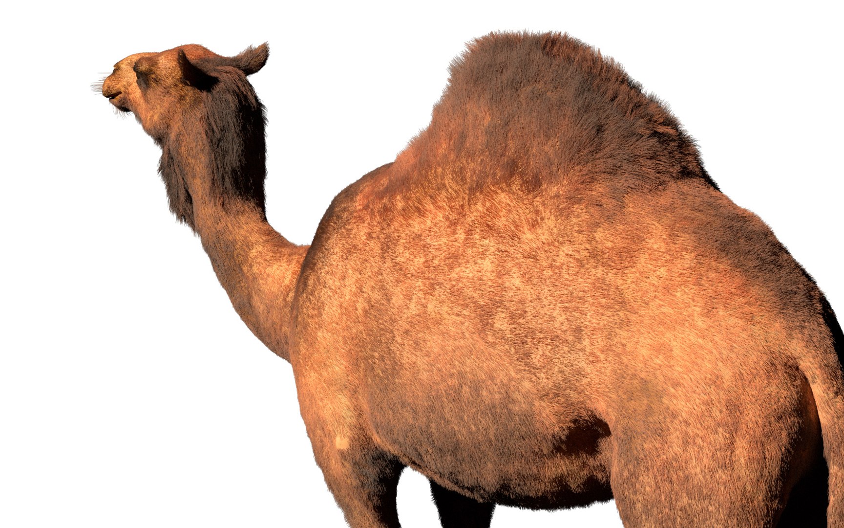 rigged hairs 3D model https://p.turbosquid.com/ts-thumb/CY/nN54zD/bygPVUSD/3/jpg/1587122826/1920x1080/fit_q87/5ed93f489bc2c546c9723cdbf3171015ea809ee3/3.jpg