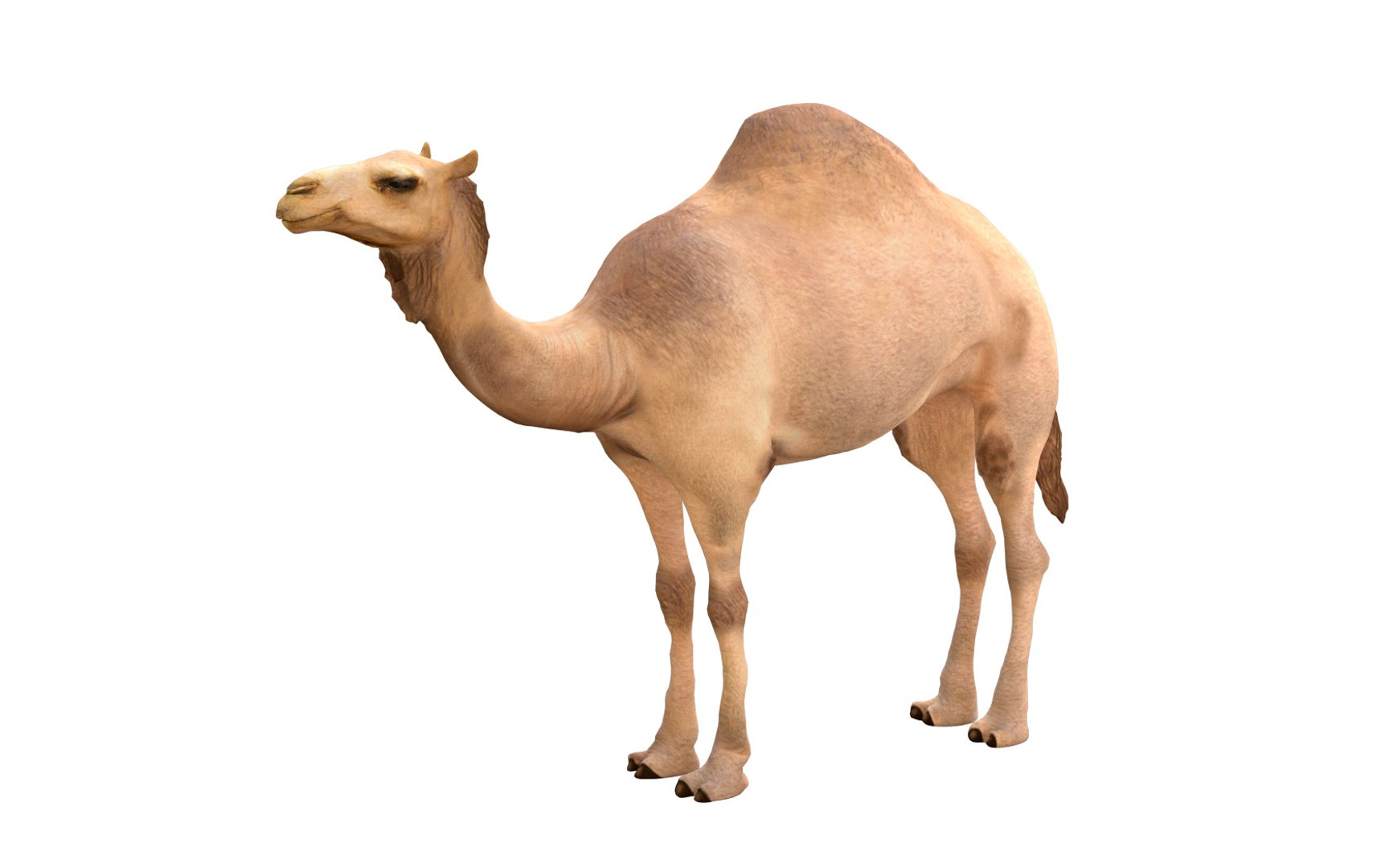rigged hairs 3D model https://p.turbosquid.com/ts-thumb/CY/nN54zD/vdRL7Xjl/11/jpg/1587122826/1920x1080/fit_q87/5fd2ad105dc5dbc5e732c99afc9f744c2b8295f7/11.jpg