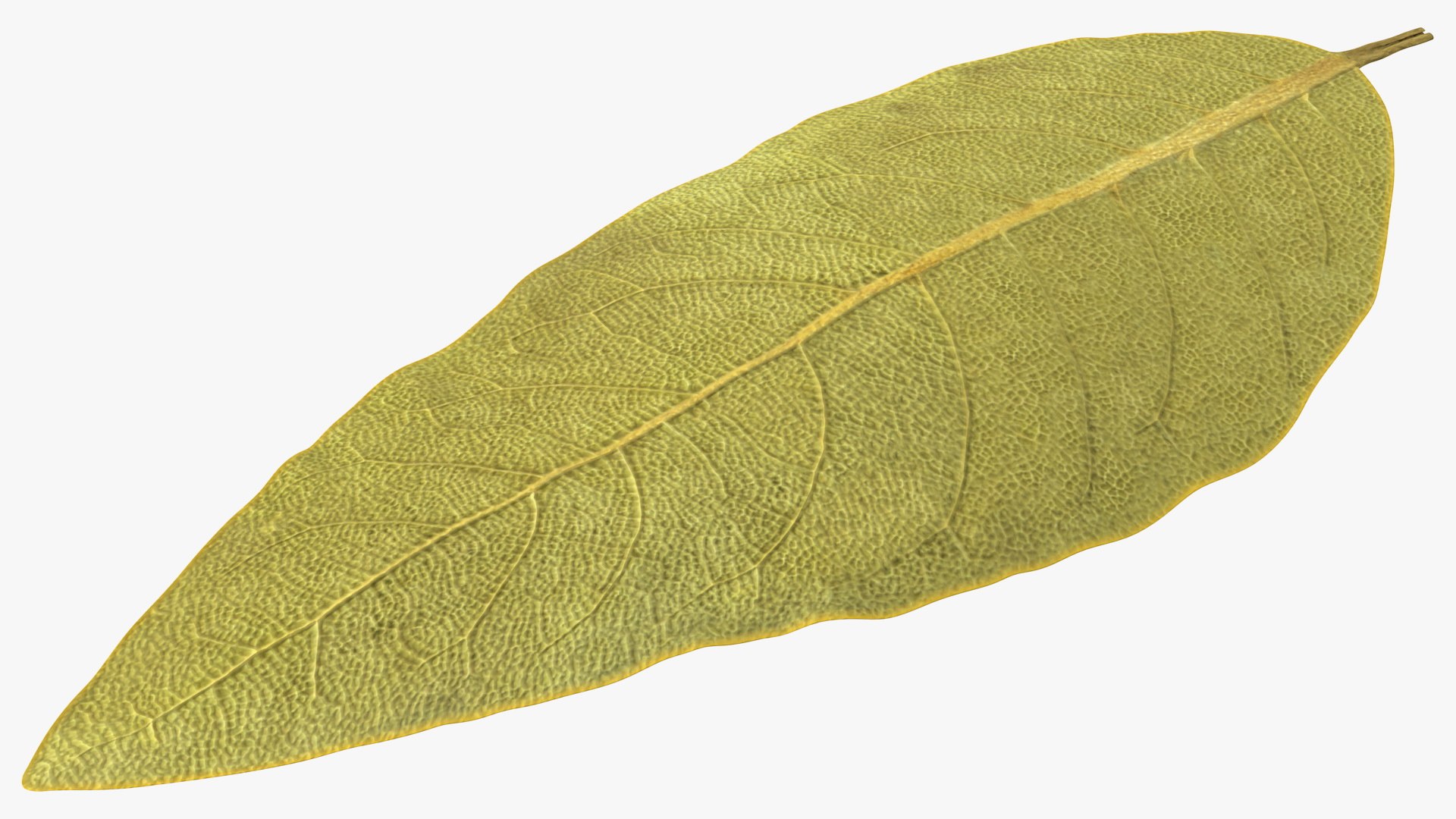 Dried Bay Laurel Leaf 3D model preview