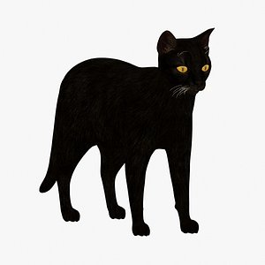 Cat Black