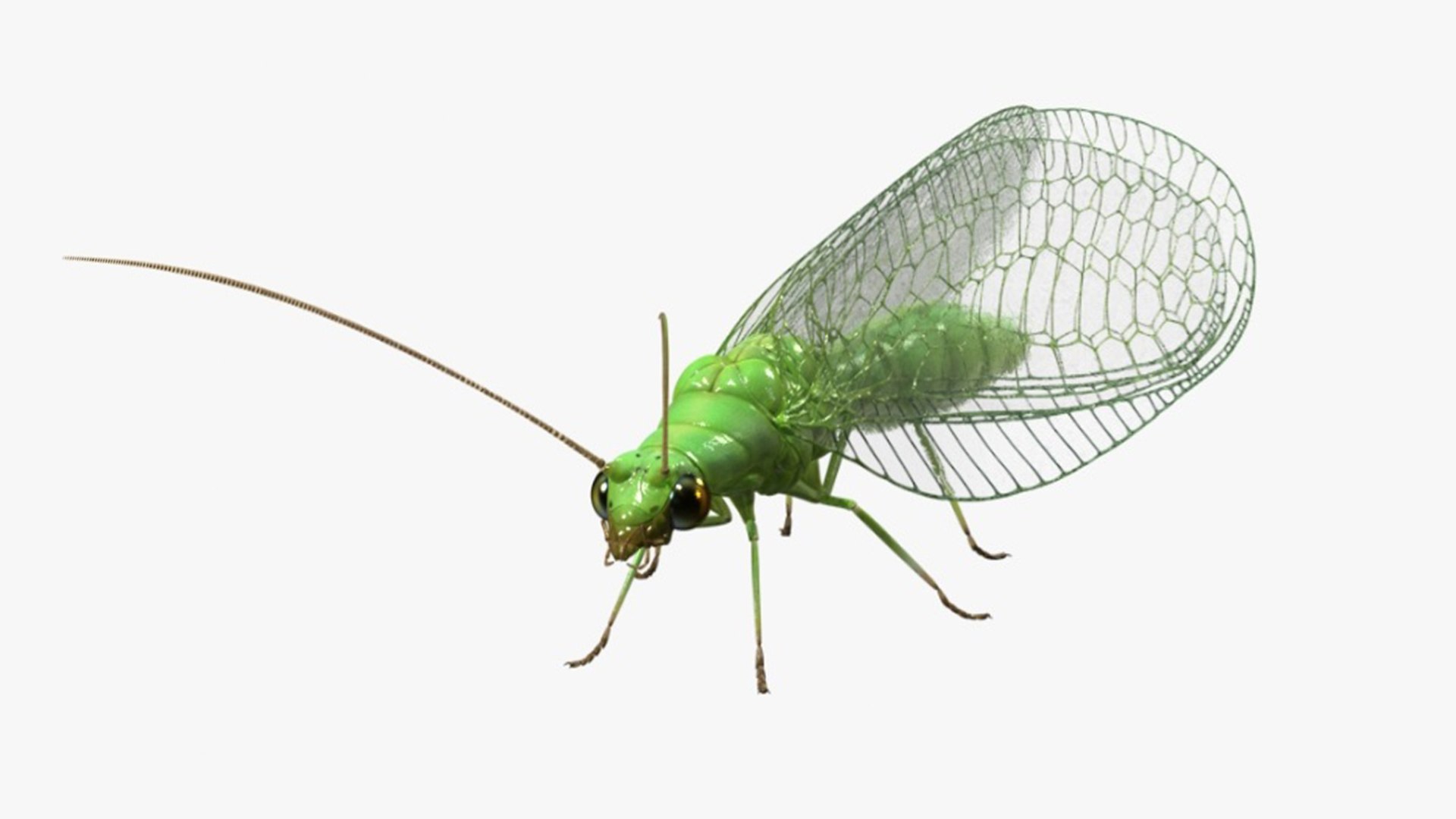 Green Lacewing Rigged for Cinema 4D 3D model preview