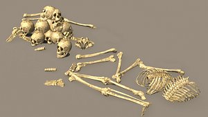 3D model human bone