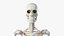 skin male skeleton muscles 3D