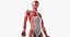 skin male skeleton muscles 3D