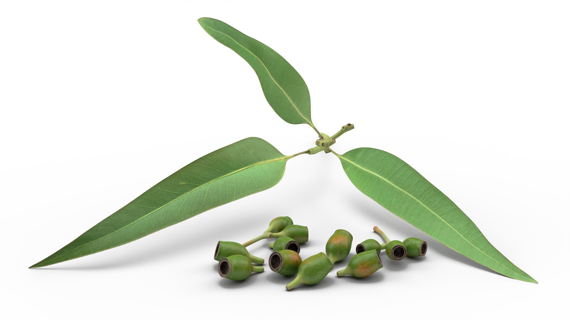 Eucalyptus Leaves with Separated Seed Pods 3D model preview