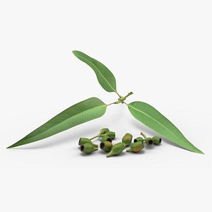 3D Eucalyptus Leaves with Separated Seed Pods model
