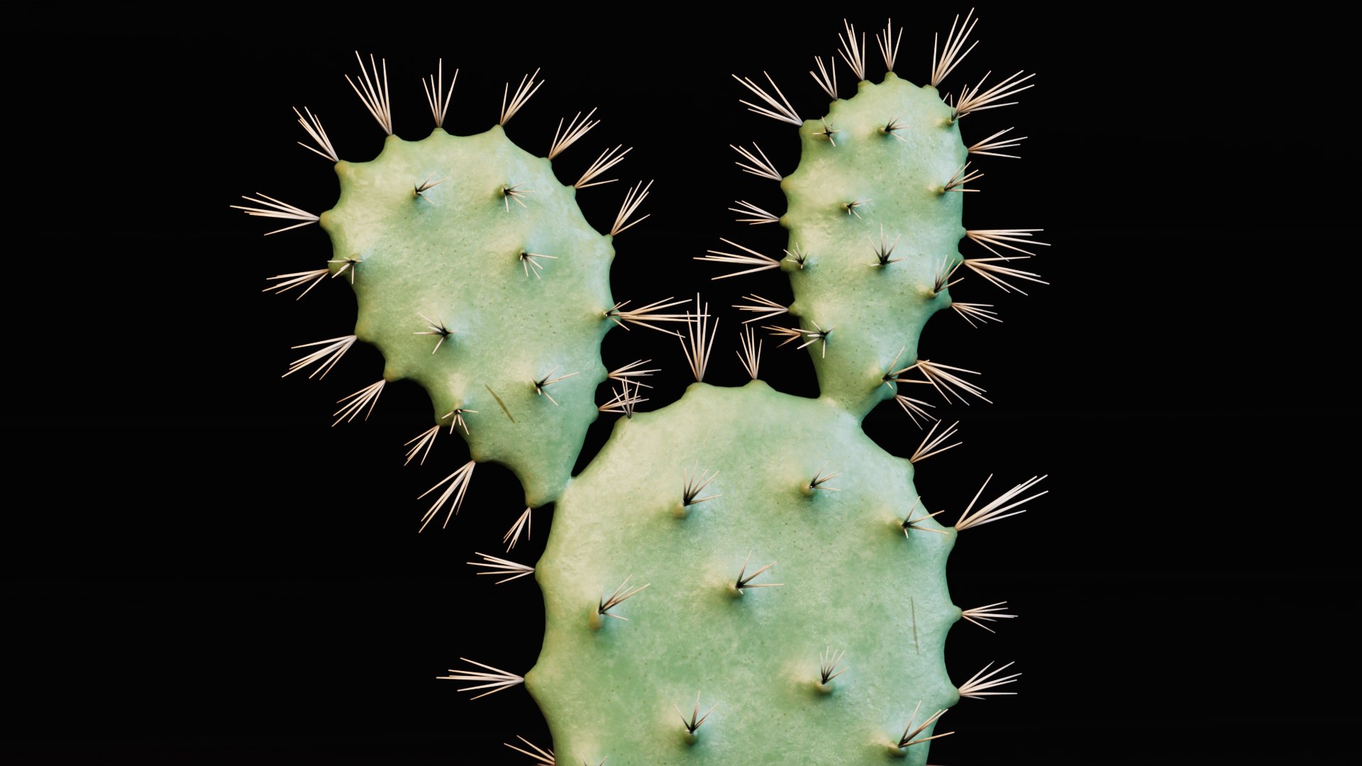 3D Potted Cactus Plants https://p.turbosquid.com/ts-thumb/CZ/Sna98u/DN/preview6/jpg/1762780524/1920x1080/fit_q87/28f5a657309591c07622f9ccb307a478b5733613/preview6.jpg