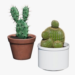 Potted Cactus Plants