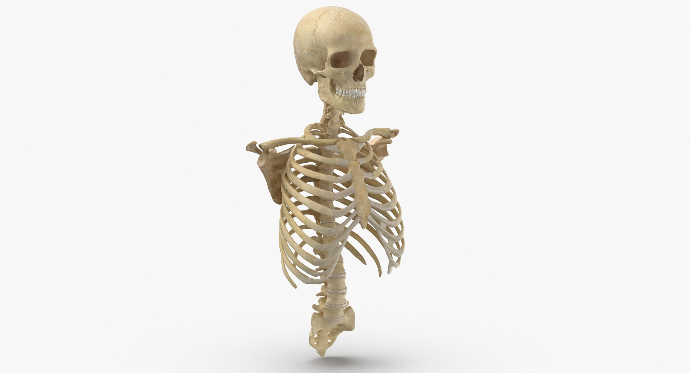 3D real human rib cage - TurboSquid 1645172