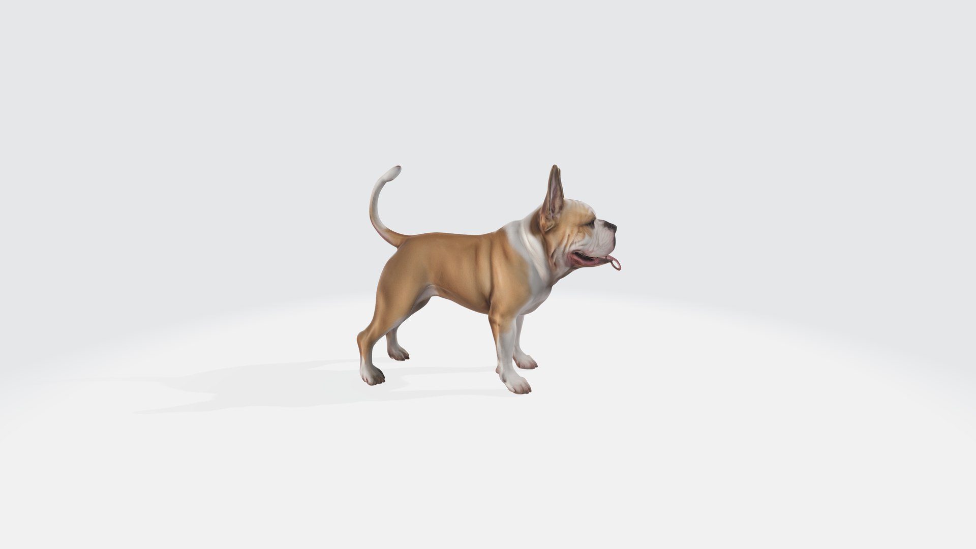 3D Bulldog Dog Rigged Animated - TurboSquid 2278959