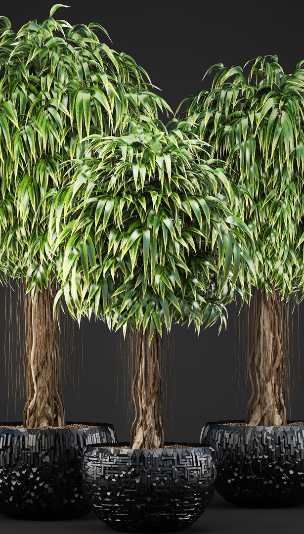 Ficus Alii Trees Model - TurboSquid 1227908