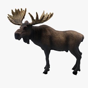 3D moose deer animal