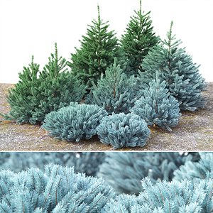 3D spruce tree