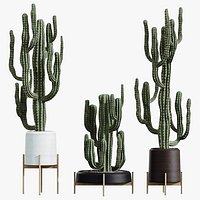 AV HousePlants Cactus Euphorbia Ingens Candelebra Saguaro Peruvian
