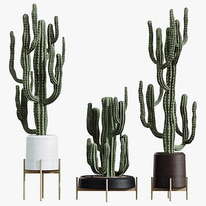 AV HousePlants Cactus Euphorbia Ingens Candelebra Saguaro Peruvian