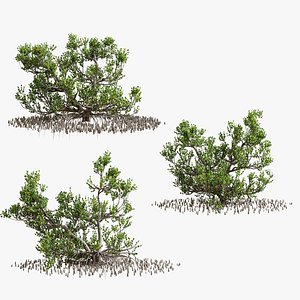 Mangrove model