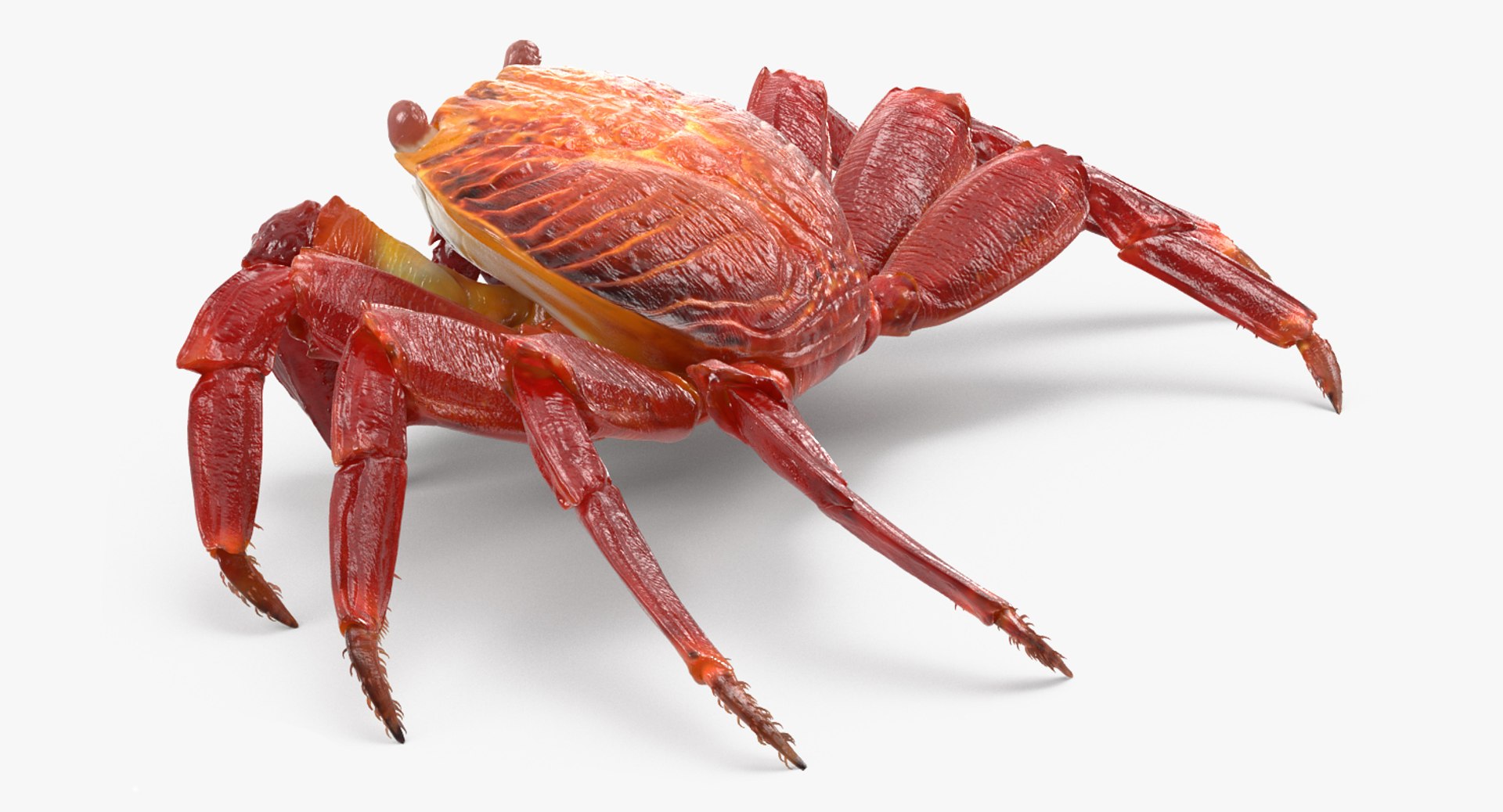 3D Rigged Crabs Model - TurboSquid 1183994