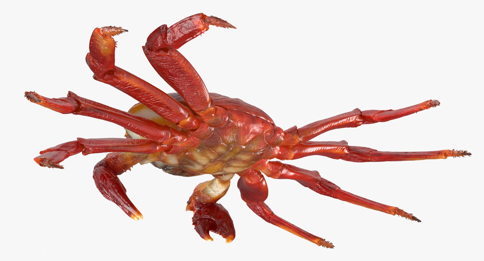 3D Rigged Crabs Model - TurboSquid 1183994