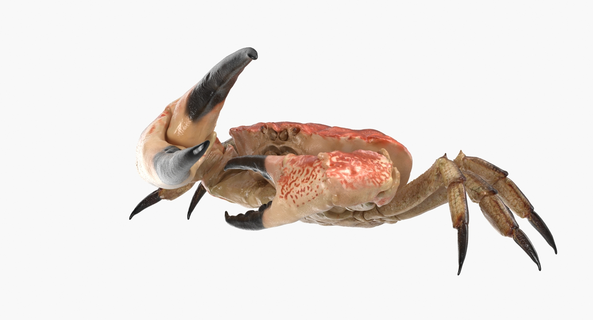 3D Rigged Crabs Model - TurboSquid 1183994