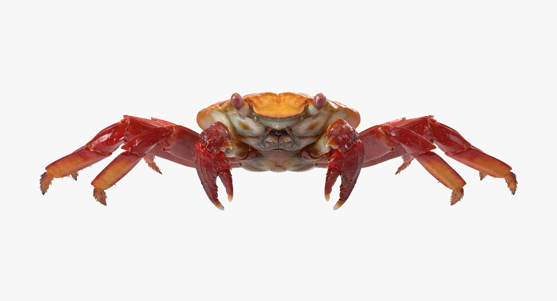 3D Rigged Crabs Model - TurboSquid 1183994