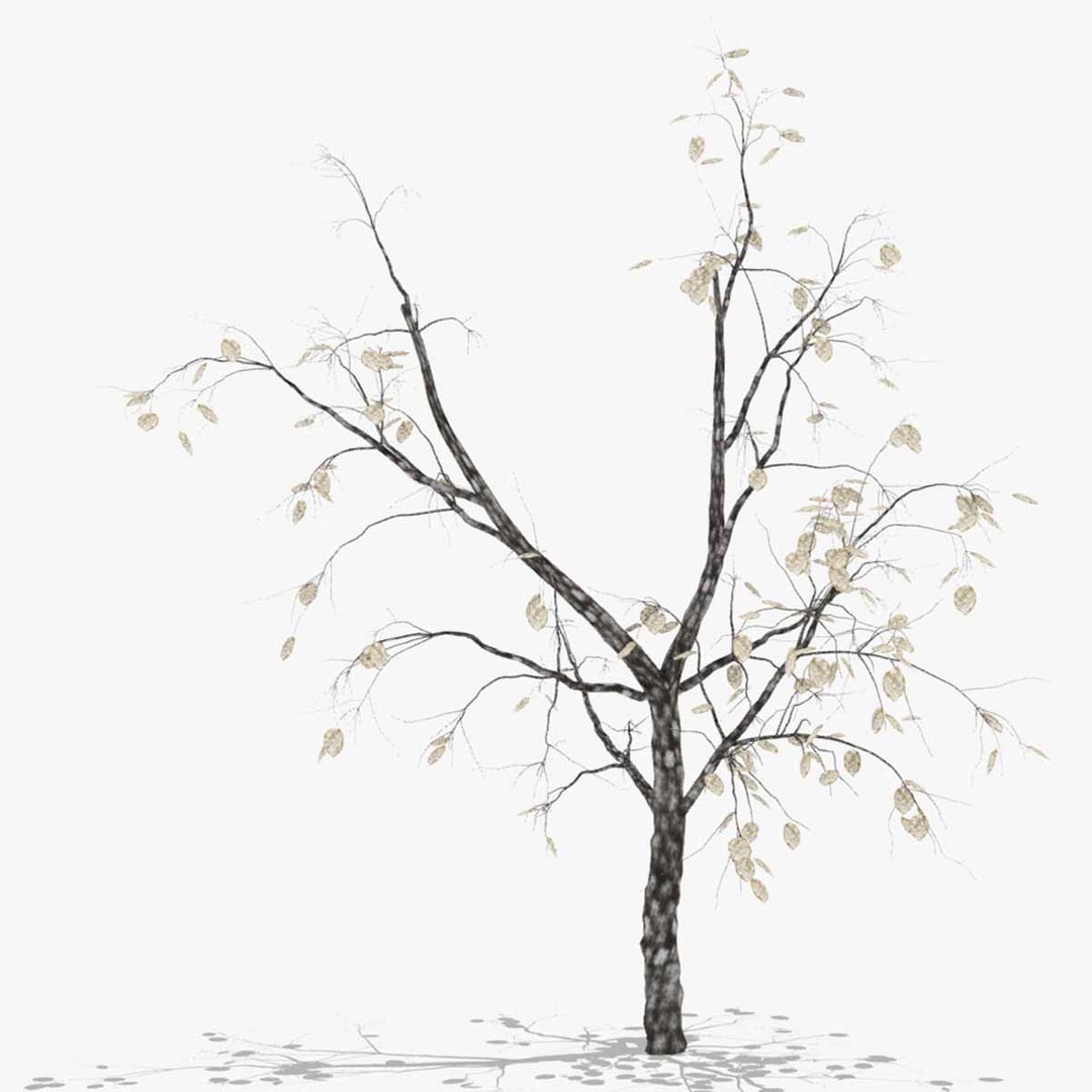 quince winter hight model https://p.turbosquid.com/ts-thumb/CZ/zbcSa7/1dmklVh4/untitled1/jpg/1601573314/1920x1080/fit_q87/69195ceb85941c7ec1a379499775e16d7fbd2d48/untitled1.jpg