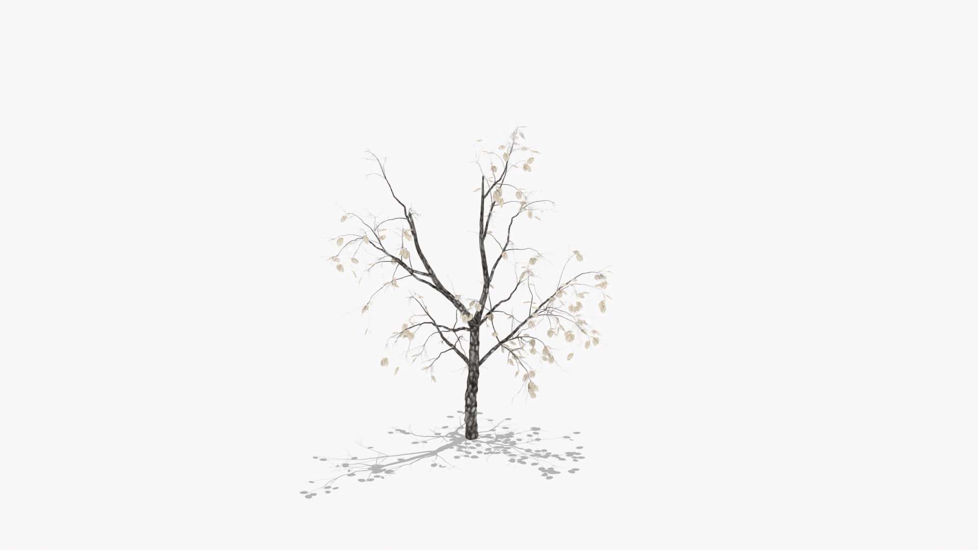 quince winter hight model https://p.turbosquid.com/ts-thumb/CZ/zbcSa7/3GpQZDIW/4/jpg/1601573313/1920x1080/fit_q87/1e7ae431cb71532025640cb6a0c321172a55e4db/4.jpg