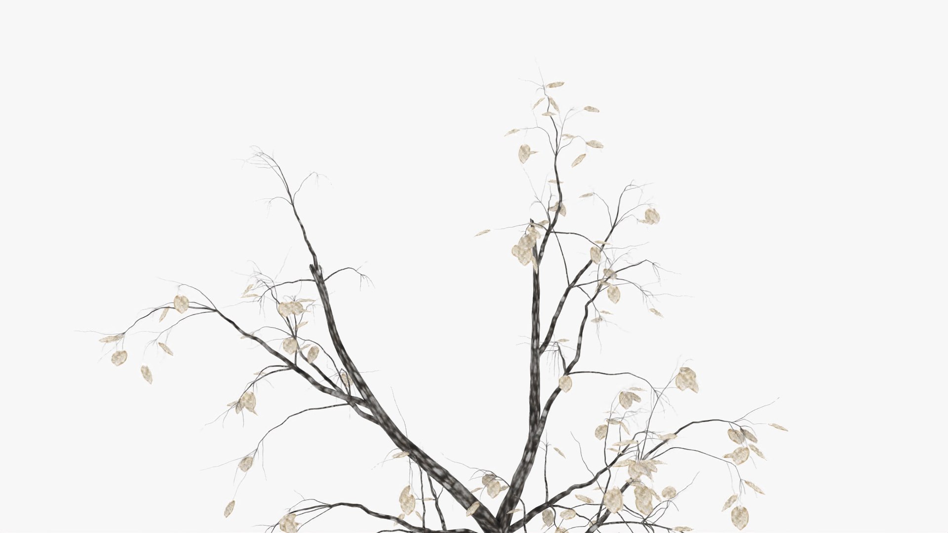 quince winter hight model https://p.turbosquid.com/ts-thumb/CZ/zbcSa7/lBuAVeBU/2/jpg/1601573313/1920x1080/fit_q87/46d5535b42ae33f02deadda69d8fc3de99ea6630/2.jpg