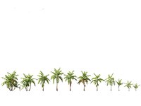 Caryota mitis - Fishtail Palm