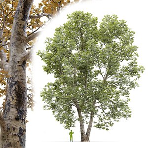 3D Plane-tree Sycamore Platanus V23 model