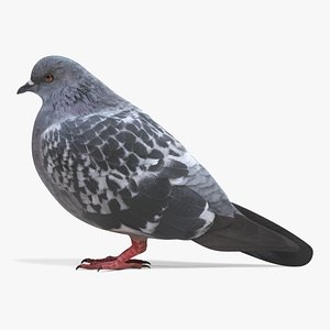 Pigeon