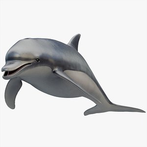 rigged dolphin 3D
