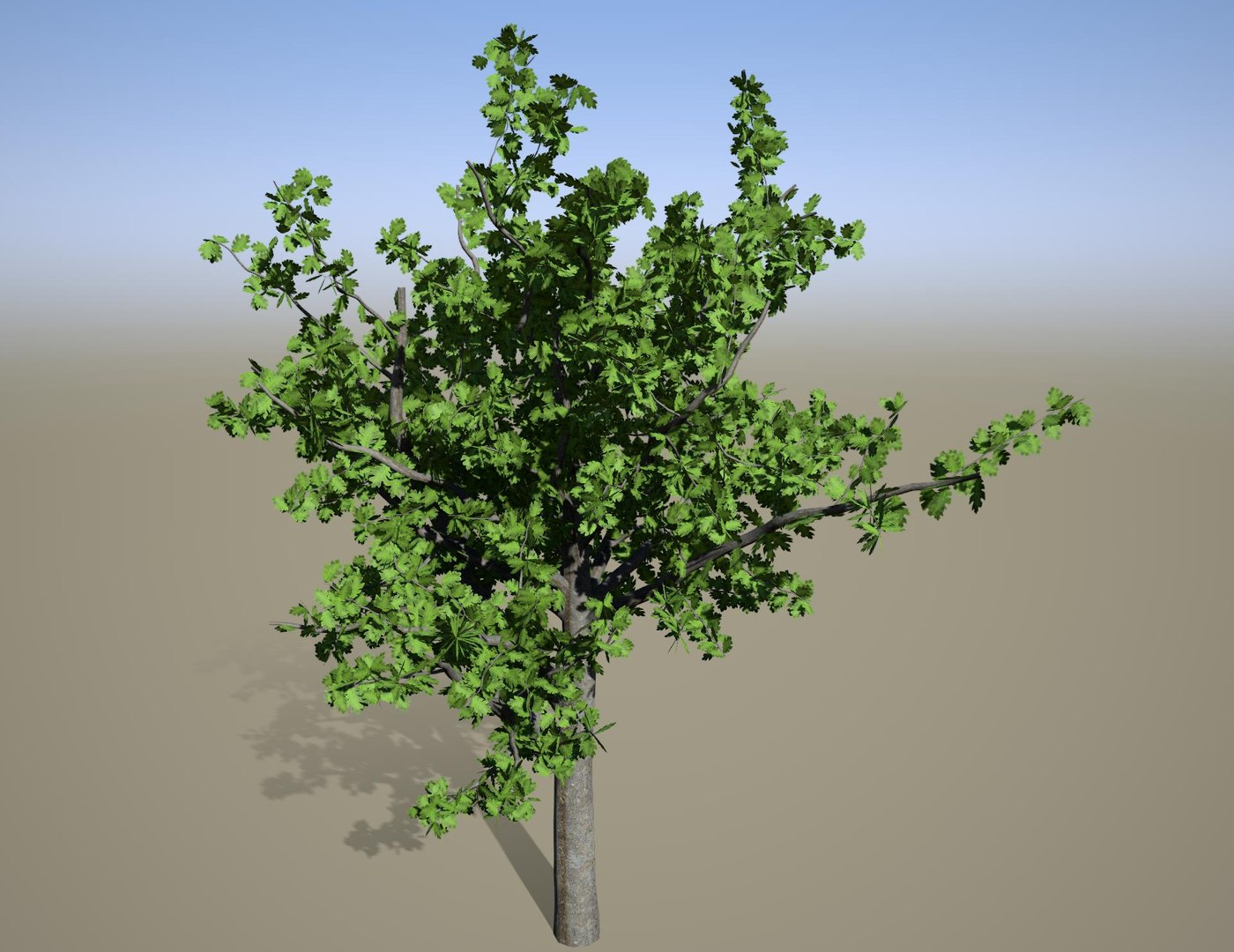 3D Quercus palustris Pin Oak early defoliating model https://p.turbosquid.com/ts-thumb/Ca/Gju5UA/Hj/pinoak2/jpg/1727797373/1920x1080/fit_q87/0b2365433728c2263b89a52fdac9fb37bf1db5a8/pinoak2.jpg