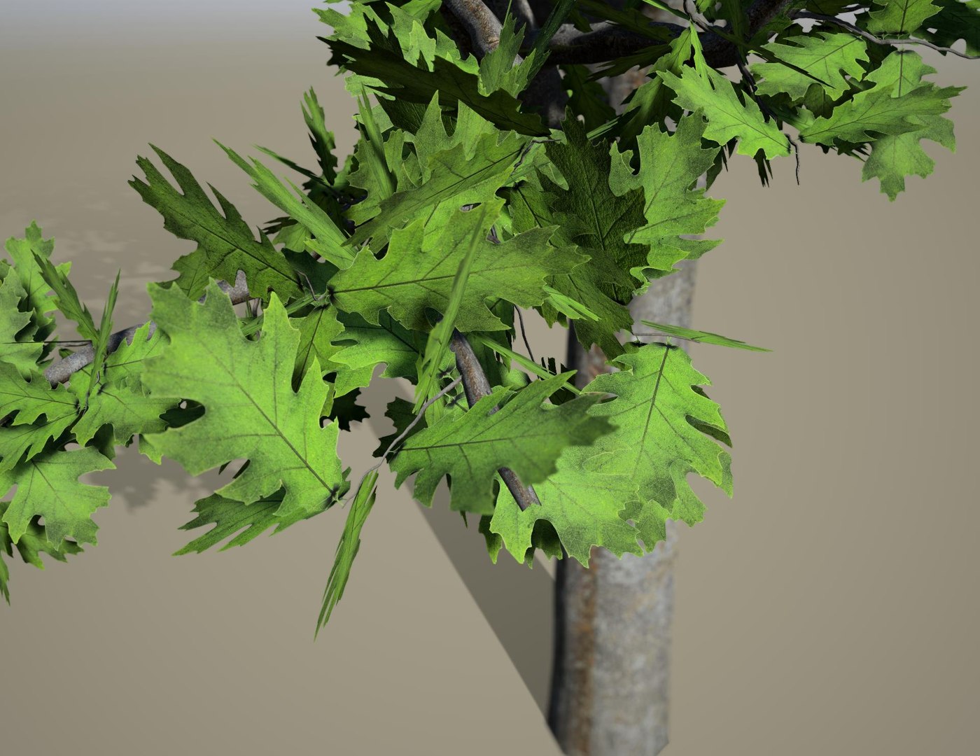 3D Quercus palustris Pin Oak early defoliating model https://p.turbosquid.com/ts-thumb/Ca/Gju5UA/PM/pinoak3/jpg/1727797374/1920x1080/fit_q87/1f315beafa4b60c0b5bdef5ecbe0ba21e921f7c3/pinoak3.jpg