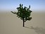 Quercus palustris Дуб болотный, раннее опадение листьев