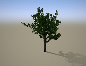 Quercus palustris Pin Oak early defoliating