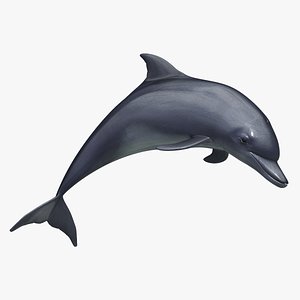 3d max dolphin