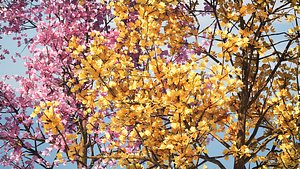 Flowering pink and yellow trees 3D