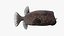 Ostracion Meleagris Pesce marrone truccato per Maya