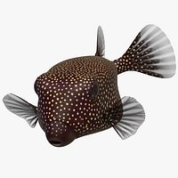 Ostracion Meleagris Fish Brown Rigged for Maya