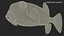Ostracion Meleagris Pesce marrone truccato per Maya
