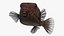 Ostracion Meleagris Pesce marrone truccato per Maya
