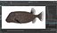 Ostracion Meleagris Pesce marrone truccato per Maya