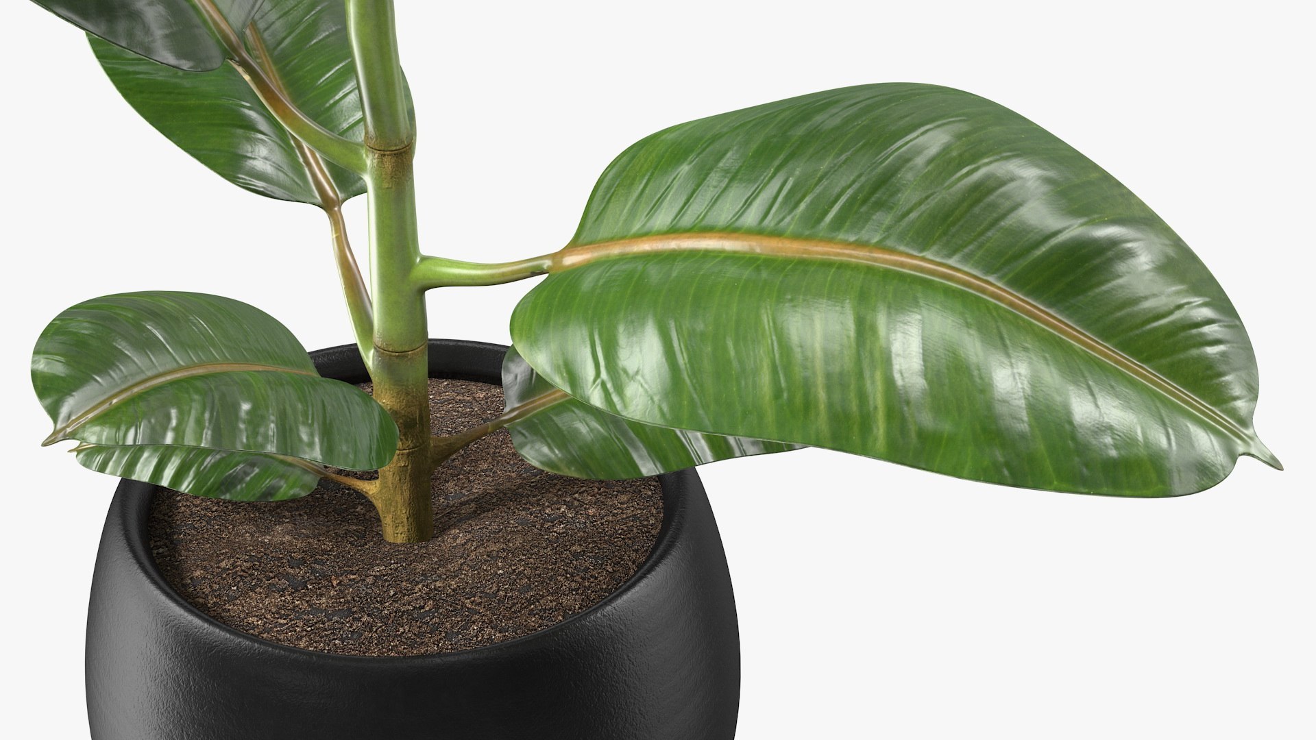 3D Houseplants Collection 5 https://p.turbosquid.com/ts-thumb/Ca/fGkFpI/Dc/ficuselasticatreeinpotvray3dmodel010/jpg/1764443057/1920x1080/fit_q87/b06d27538740f4f0015d237033e034fac7b56e83/ficuselasticatreeinpotvray3dmodel010.jpg