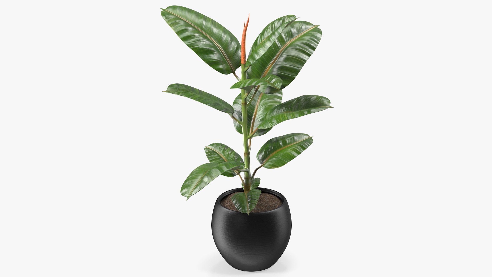 3D Houseplants Collection 5 https://p.turbosquid.com/ts-thumb/Ca/fGkFpI/GR/ficuselasticatreeinpotvray3dmodel001/jpg/1764443056/1920x1080/fit_q87/7c4e280f3b21802b9059f75e10690cdc5deb73c9/ficuselasticatreeinpotvray3dmodel001.jpg
