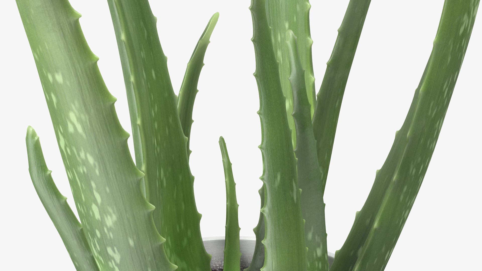 3D Houseplants Collection 5 https://p.turbosquid.com/ts-thumb/Ca/fGkFpI/Nl/houseplants_collection_5_008/jpg/1764443062/1920x1080/fit_q87/75cecdc3587869d6283a703c809c75514089ce47/houseplants_collection_5_008.jpg