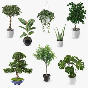 Houseplants Collection 5