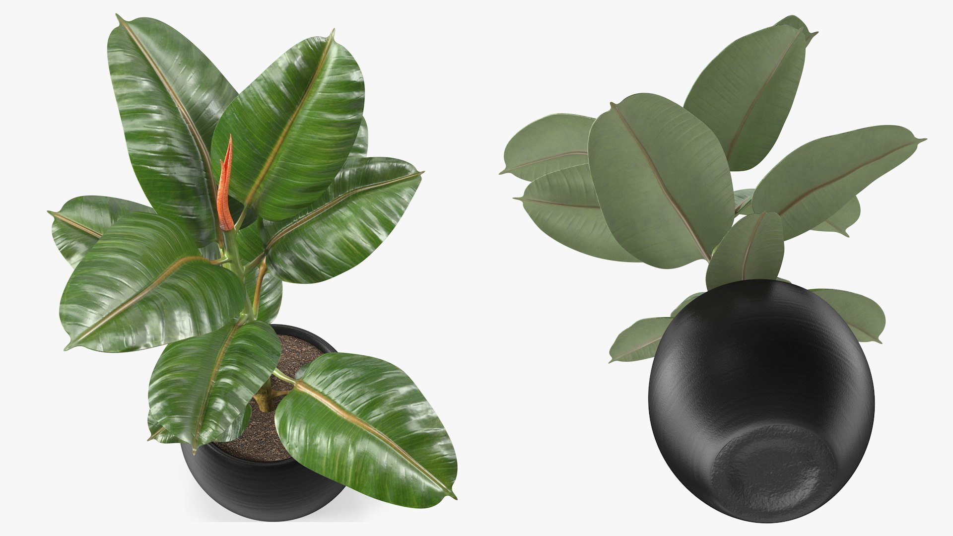 3D Houseplants Collection 5 https://p.turbosquid.com/ts-thumb/Ca/fGkFpI/gI/ficuselasticatreeinpotvray3dmodel008/jpg/1764443056/1920x1080/fit_q87/5a1b51b4d60eaded0654098fe377231e4ed65ae8/ficuselasticatreeinpotvray3dmodel008.jpg