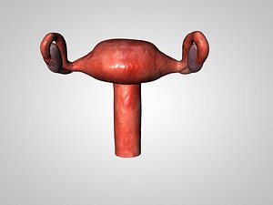 utrus overy 3D model