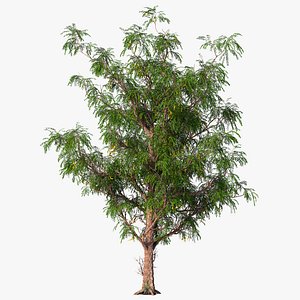 3D acacia tree